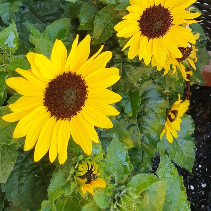 Sonnenblumen