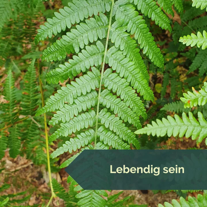 Biophilia - die Liebe zu allem Lebendingen