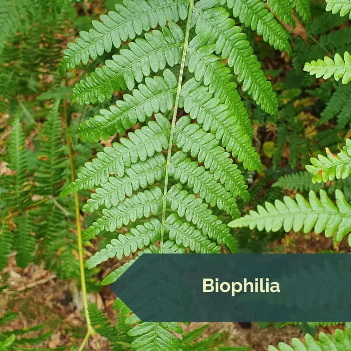 Biophilia - die Liebe zu allem Lebendingen